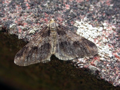 spring usher (Agriopis leucophaearia) Kenneth Noble